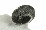 Bargain, 3D Gerastos Trilobite Fossils (Grade B) - Photo 2